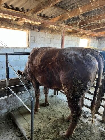 возьму даром собаку: Продаю | Бык (самец) | На откорм | Племенные — 2