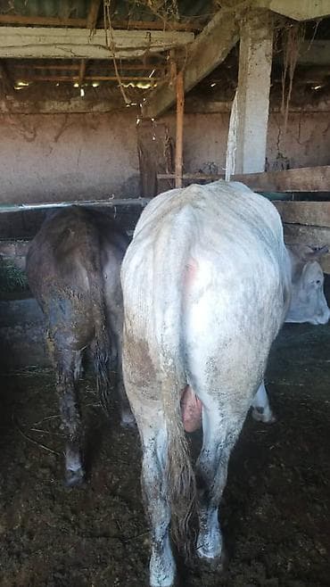 жугору бишкек: Сатам | Бука (эркек) | Бордоп семиртүү үчүн | Асыл тукумдуу — 5