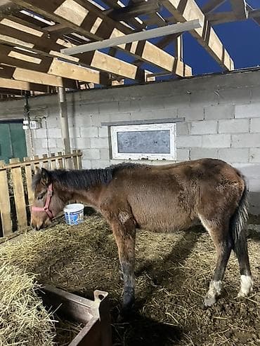 оптом козу: Продаю | Жеребенок | Рабочий — 3