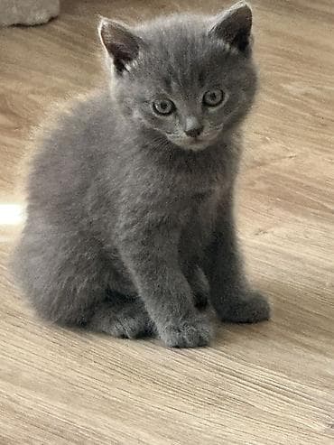 Милый котёнок с серой плюшевой шерстью (тип “blue”), короткошёрстный