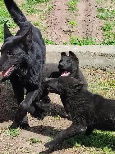 чон ит: Щенки немецкой овчарки 3.5месяца все прививки зделаны Черный щенок с — 3