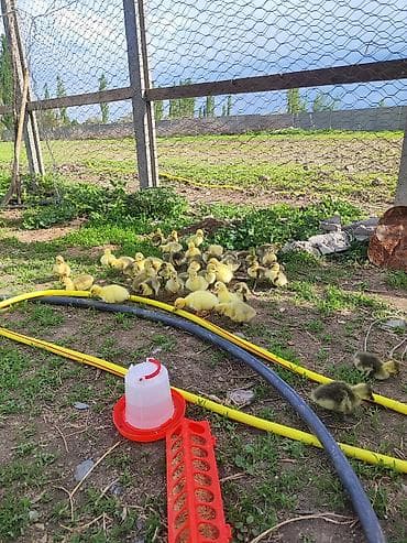 утки с утятами: Гусята (суточные/молодняк) Описание: - Пуховые гусята жёлтых и — 1