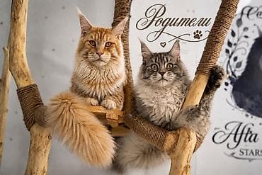 регдолл кошка: Мейн-кун, 1 месяц, Мальчик, Кастрирована, Приучена к лотку, Проглистована — 10