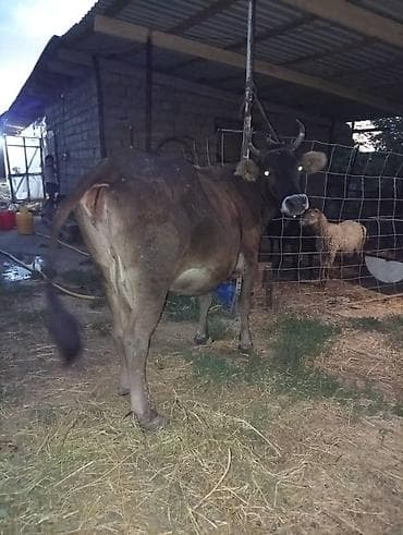 куплю каров: Продаю | Корова (самка) — 5