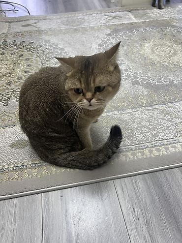 cat litter: Британская короткошёрстная, 2 года, Девочка, Золотая шиншилла, Приучена к лотку — 3