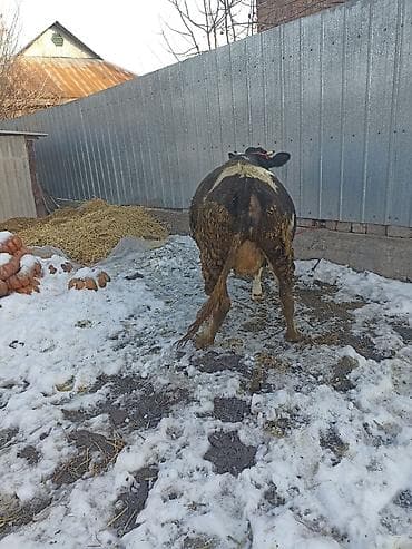 кобыла бээ: Продаю | Тёлка | Алатауская | Для разведения | Стельные — 3