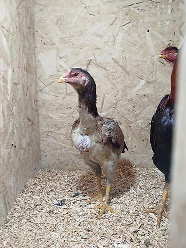 дончак кулун: Сатам | Тооктор — 6