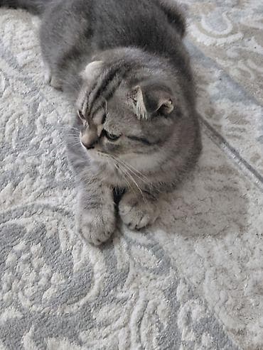 Животные: Шотландский вислоухий котик (Scottish Fold) - Окрас: серебристо-серый — 2