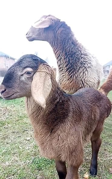 Продаю | Овца (самка) | Для разведения | Матка at lalafo.kg Продаю | Овца (самка) | Для разведения | Матка