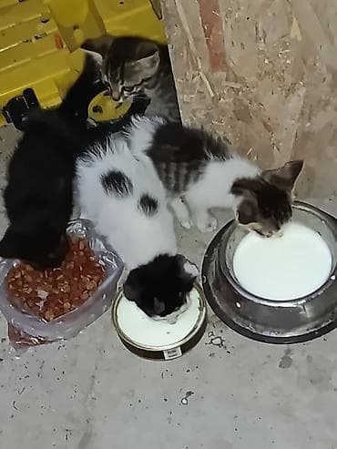 Кошки: Отдаются котята - Описание: игривые и любопытные малыши — 5