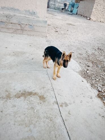 сколько стоит немецкий шпиц: Немецкая овчарка, 8 месяцев, Самка, С прививкой — 3