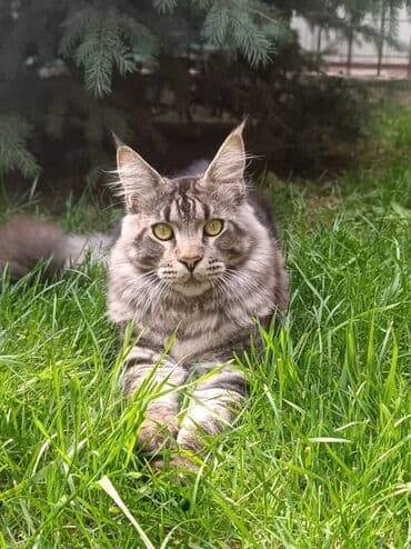 Мышыктар: Мейн-кун, 7 айлык, Эркек, Лотокко барууга үйрөтүлгөн, Курттардан тазаланган, Эмделген — 2