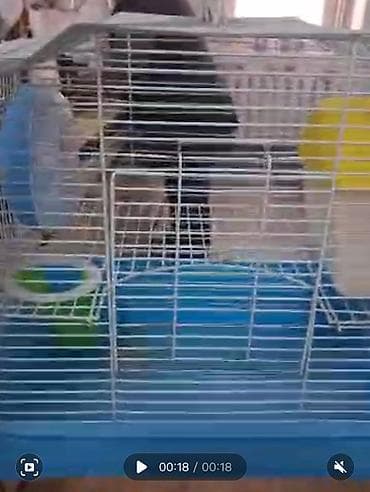 ласка животное: Продаю клетку с 2 хомячками ручными джунгариками. клетка большая — 1