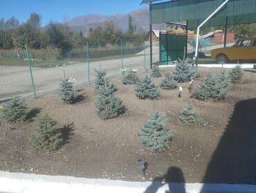 полироль авто: Саженцы деревьев: Ели — 2