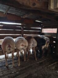 Грызуны: Продаю | Баран (самец) | Арашан | Для разведения | Осеменитель — 2