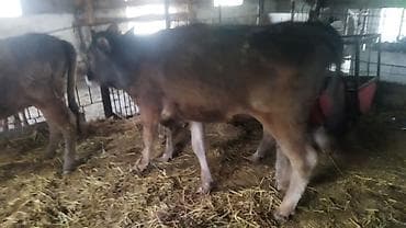 продажа попугаев: Продаю | Бык (самец) | На откорм — 2