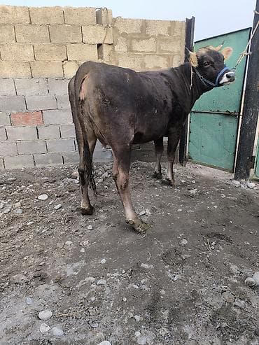 А/ч жаныбарлары үчүн тоюттар: Сатам | Бука (эркек) | Аргын | Бордоп семиртүү үчүн | Байланган — 2