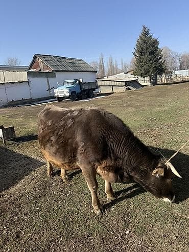 Коровы, быки: Продаю | Корова (самка) | На откорм, На забой, Для разведения | Племенные — 4