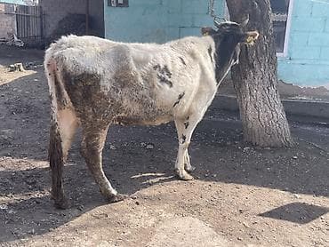 Куры, петухи: Продаю | Корова (самка) | Для молока — 5