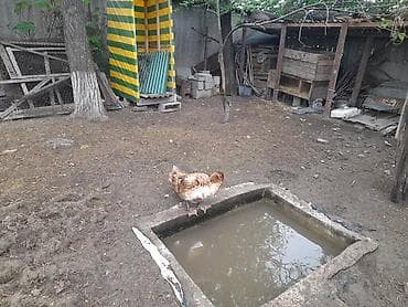 куры и утки: - Порода: мускусная (индоутка) — спокойные, неприхотливые, отлично — 3