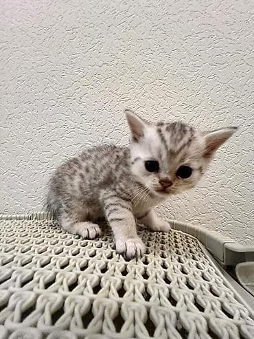 котенок породистый: СРОЧНО🚨СРОЧНО 🚨СРОЧНО Срочно продаются кошка и котята породы — 2