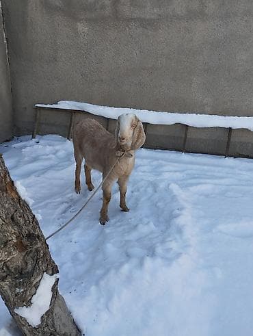 ата журт п: Продаю казу самка 7 месяцев породы битал племеная цена 24.000 тысячи — 4