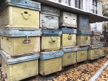 сауна кыз: Жыгач Ящик — 2