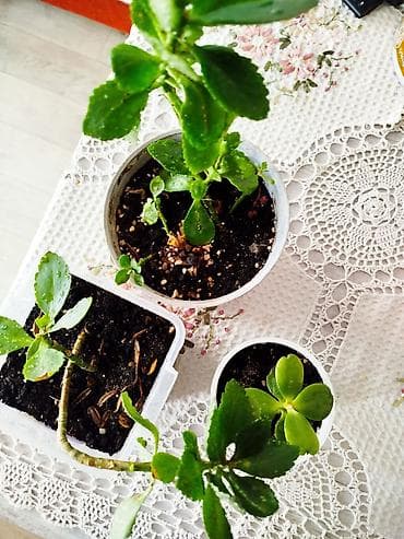 каланхоя: Комнатные растения — набор - Толстянка (денежное дерево) — — 3