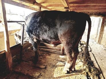 попугай корела: Продаю | Бык (самец) | Алатауская | На забой | Осеменитель — 5