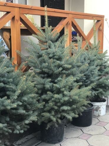 саженцы клен: Продаются елки🌿🌲 От 1м до 3,5м. С хорошим комом. Идеально подойдет для — 5