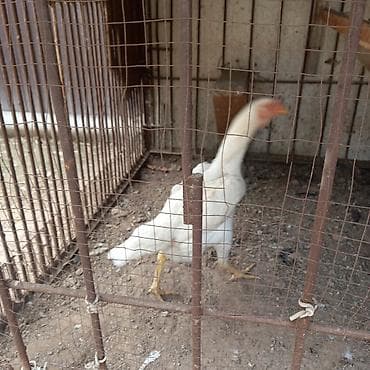 дакан груша: Продаю | Куры | Домашняя | Для разведения — 8
