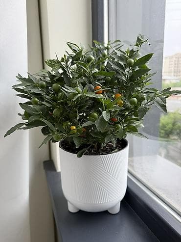 Если два купите третий в подарок 🎁 Комнатный декоративный перец