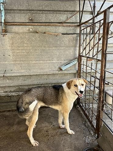 ит ош итер: Собака даром: Дворняжка, 8 месяцев, Самец — 2