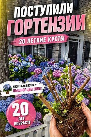 м гвардия: Продаю саженцы 20-летней гортензии. Гортензия крупнолистная (Hydrangea — 1