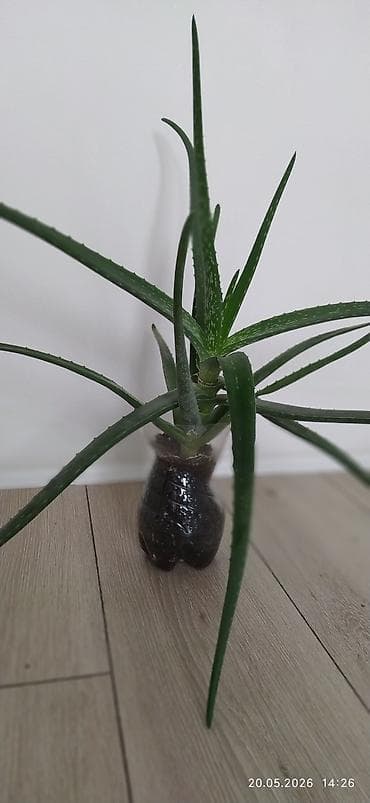 aloe: Алоэ вера (Aloe vera) в горшке - Взрослое декоративно‑лекарственное — 1