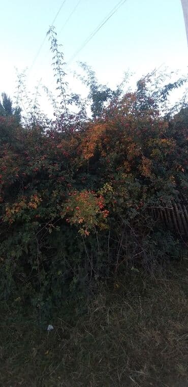 помидоры новичок: Шиповник (ягоды на кусте) - Крупноплодный шиповник с обильным урожаем — 2