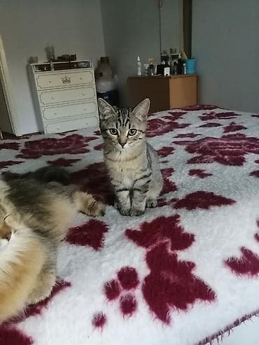 Кошки: Котёнок домашний, полосатый (серо-коричневый табби). - Окрас — 2