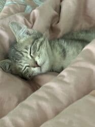 шотландская кошка скоттиш страйт: 5 месяцев, Мальчик, Серый, Приучена к лотку, С прививками — 5