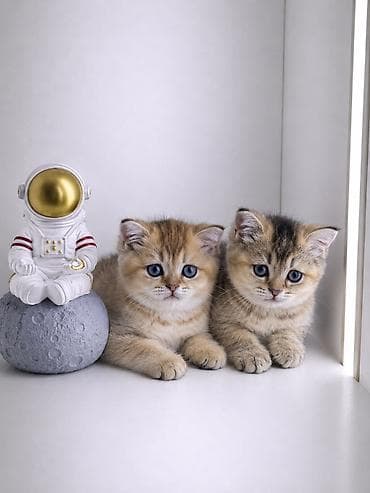 Үй жаныбарлары: Скотиш Страйт (Шотландиялык тик кулактуу), 2 айлык, Эркек, Алтын шиншилла, Лотокко барууга үйрөтүлгөн, Курттардан тазаланган — 1