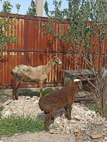 Продаю | Овца (самка) | Для разведения | Матка