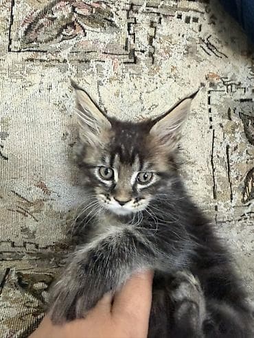 продажа кормов для сельскохозяйственных животных: Котята породы мейн-кун. 1девочка и 3мальчика. 2месяца. К лотку — 2