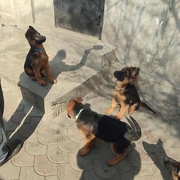 Продажа собак: Немецкая овчарка, 3 месяца, Самец, С прививкой, С родословной — 6