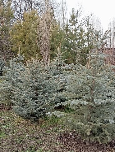 лист 3мм: Продаются ели голубые, зелёные, вечнозелёные самшиты, туи, сосны — 4