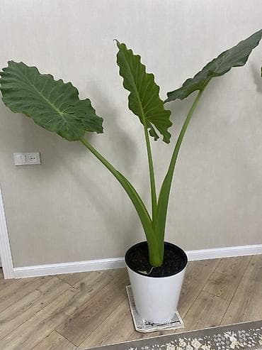 беде уруе: Алоказия (вероятно Alocasia macrorrhizos, «Слоновье ухо») в горшке - — 2