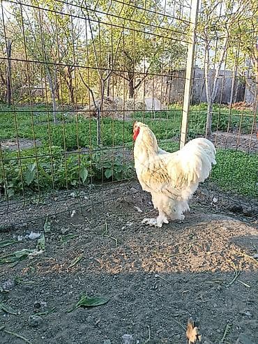 инкуб: Продаю | Петух | Брама | Для разведения — 2