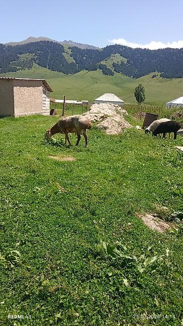 cane corso: Продаю | Баран (самец) | Арашан | Для разведения | Племенные — 5