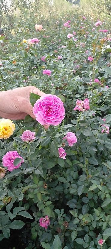 вьющиеся розы бишкек: Саженцы роз оптом — 6