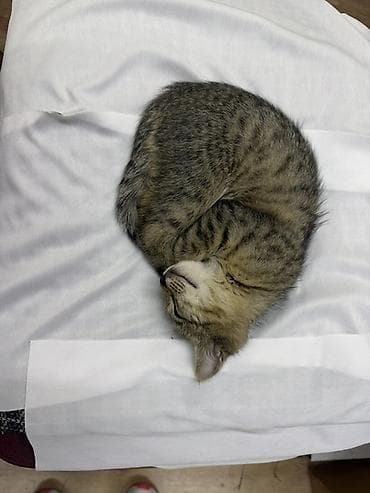возьму кошку: Кошка даром: Беспородная, 3 месяца, Мальчик, Приучена к лотку — 1