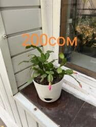 туалетный столик с подсветкой бишкек: Комнатные цветы по оптовым ценам — 8