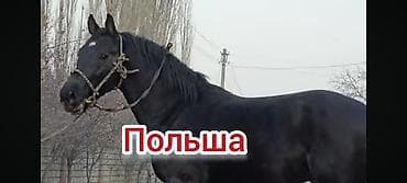 куплю собаку хаски: Польша Кунан жазга бышты болот баасы 6000$ документи жок бою 1 66 — 4